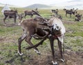 Reindeer scratching antlers with hoof