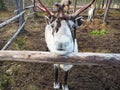 The reindeer of the season is shaking off the horn to create a new one