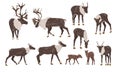 Reindeer set. Males, females and calves of caribou Rangifer tarandus. Wild animals Royalty Free Stock Photo