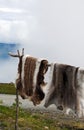 Reindeer skin Royalty Free Stock Photo