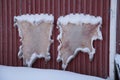Reindeer skin on the wall of a barn Royalty Free Stock Photo