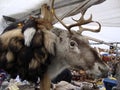 Reindeer skins on sale in Bergen Harbour, Norway