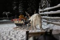 Reindeer sled ride in winter arctic forest Royalty Free Stock Photo