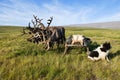 Reindeer sledding in the tundra, sunny summer day. Yamal, Russia