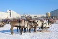 Reindeer sledding in winter during a holiday in northern Siberia