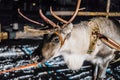 Reindeer sledge at night at Ivalo Finland Royalty Free Stock Photo