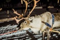 Reindeer sledge at night at Ivalo Finland Royalty Free Stock Photo