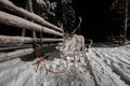 Reindeer sled ride in winter arctic forest Royalty Free Stock Photo