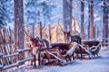 Reindeer with sledge in winter forest in Rovaniemi, Lapland, Finland Royalty Free Stock Photo