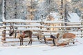 Reindeer sledge, in winter, Lapland Finland Royalty Free Stock Photo