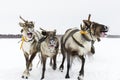 Reindeer sleigh