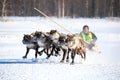 Reindeer sleigh racing