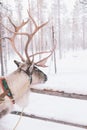 Reindeer Sleigh Ride in Lapland Royalty Free Stock Photo