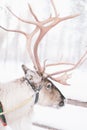 Reindeer Sleigh Ride in Lapland Royalty Free Stock Photo