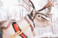 Reindeer Sleigh Ride in Lapland Royalty Free Stock Photo