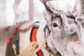 Reindeer Sleigh Ride in Lapland Royalty Free Stock Photo