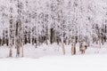 Reindeer Sleigh Ride in Lapland Royalty Free Stock Photo