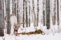 Reindeer Sleigh Ride in Lapland Royalty Free Stock Photo