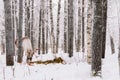 Reindeer Sleigh Ride in Lapland Royalty Free Stock Photo