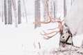 Reindeer Sleigh Ride in Lapland Royalty Free Stock Photo