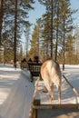 Reindeer sleigh ride for tourists in a forest in Lapland. Unrecognizable people Royalty Free Stock Photo