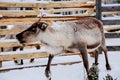 Reindeer in a winter forest farm in Lapland. Finland Royalty Free Stock Photo