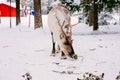 Reindeer in a winter forest in Lapland. Finland Royalty Free Stock Photo