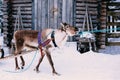 Reindeer in a winter forest in Lapland. Finland Royalty Free Stock Photo