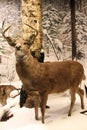 Reindeer in snowy forest