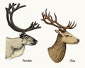 Reindeer and stag deer vector hand drawn illustration, engraved wild animals with antlers or horns vintage looking heads Royalty Free Stock Photo