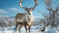 A reindeer standing in the snow. Generative AI. Royalty Free Stock Photo