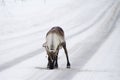 Reindeer on the street