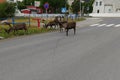 Reindeer on the streets of Hammerfest, Island of Kvaloya, Finnmark County, Norway Royalty Free Stock Photo