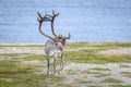 Reindeer in summer in arctic Norway Royalty Free Stock Photo