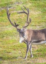 Reindeer in summer in arctic Norway Royalty Free Stock Photo