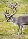 Reindeer in summer in arctic Norway Royalty Free Stock Photo
