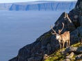 Reindeer in summer arctic Royalty Free Stock Photo