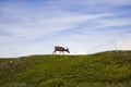 Reindeer in summer arctic Royalty Free Stock Photo