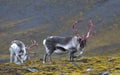 Reindeer in Svalbard / Spitsbergen