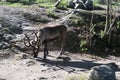 Reindeer in Sweden Royalty Free Stock Photo