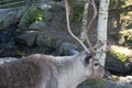 Reindeer in Sweden