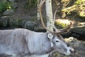 Reindeer in Sweden Royalty Free Stock Photo