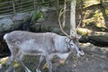 Reindeer in Sweden