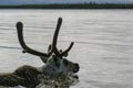 Reindeer swim on the river during the traditional spring migration
