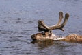 Reindeer, Taimyr, Siberia, Russia, Caribou