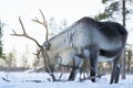 Reindeer with tall antlers is browsing on lichen in the forest