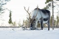 Reindeer with tall antlers is browsing on lichen