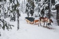 Reindeer team. Alone deer, Rukka, Finland.