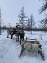 Reindeer team in the far north. Team. Northern horned animals.