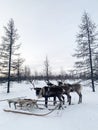 Reindeer team in Siberia in the community of the Nenets. Well groomed deer. Harnessed team in snowy weather.